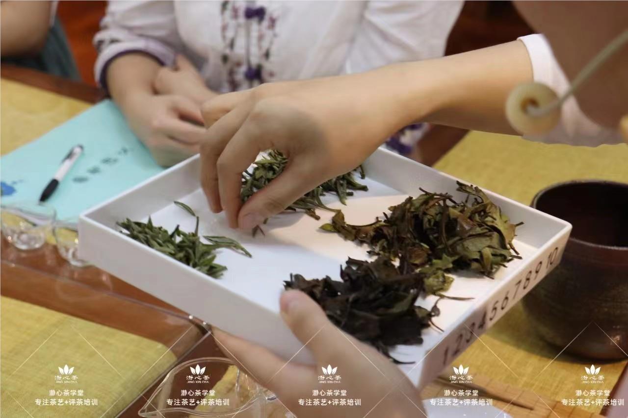 2024深圳茶艺师考证材料重磅出炉