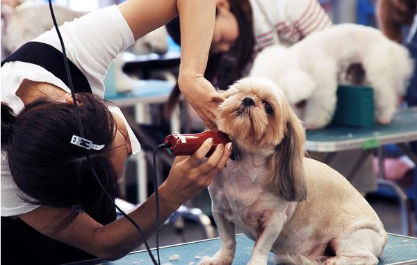 北京哪个宠物美容培训学校的教学比较好？