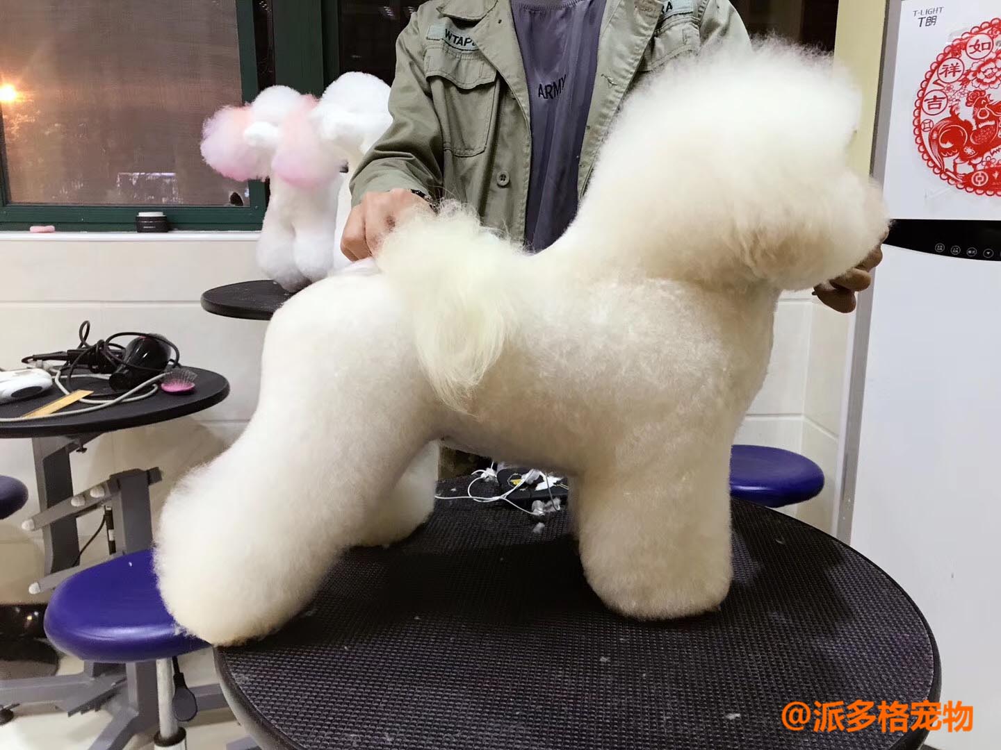 郑州哪家宠物美容师培训更好就业