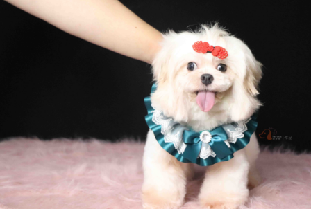 郑州学宠物美容师就业薪资一月多少钱